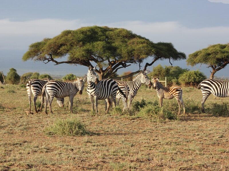 Kenya