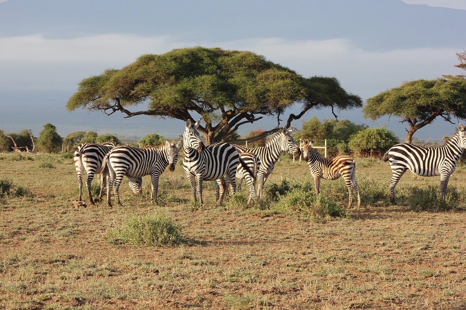 Kenya