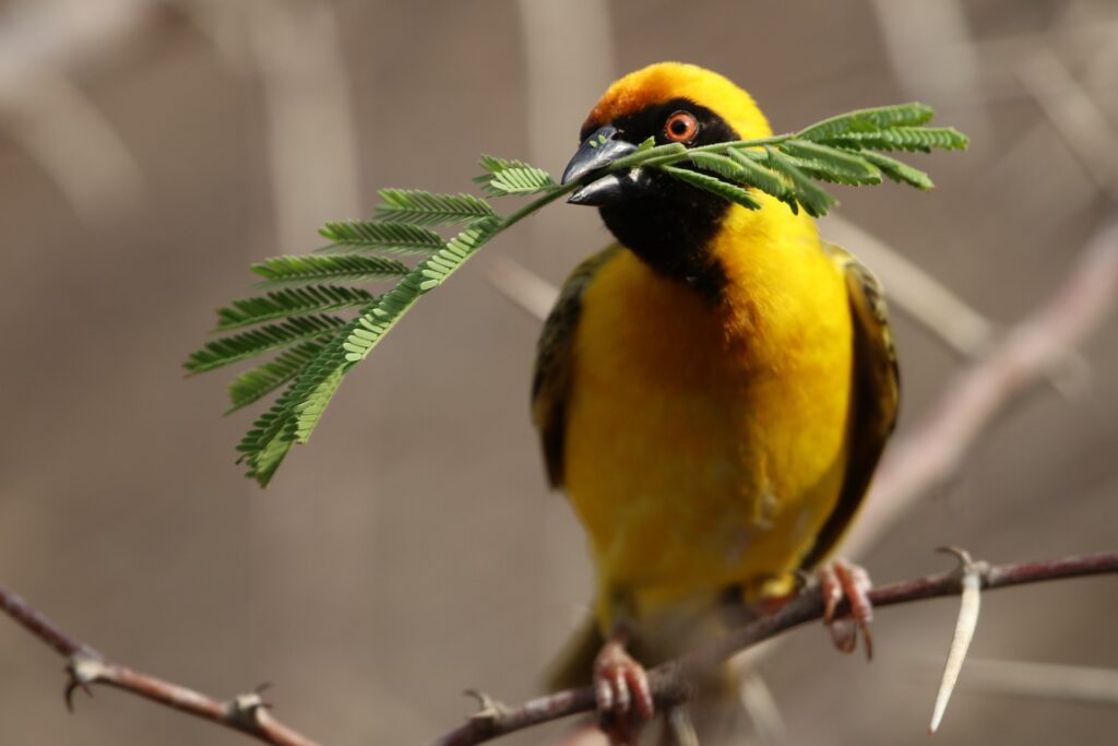 Botswana
