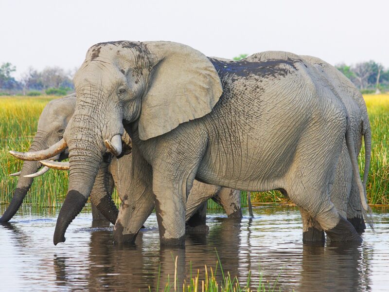 Botswana